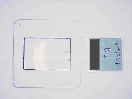 Glass Slide with a 35 mm slide cardboard mount